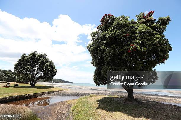 Pohutukawa trees just starting to bloom at Cornwallis on December 11, 2017 in Auckland, New Zealand. The pohutukawa tree and its crimson flowers have...