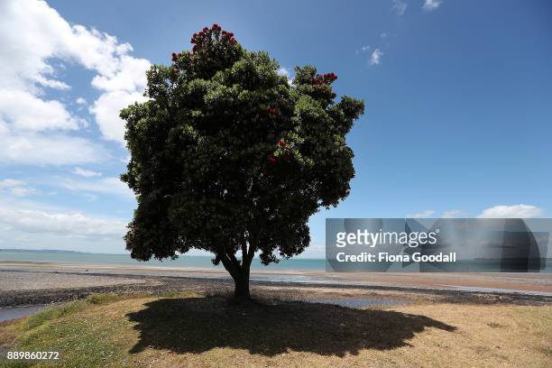 Pohutukawa trees just starting to bloom at Cornwallis on December 11, 2017 in Auckland, New Zealand. The pohutukawa tree and its crimson flowers have...