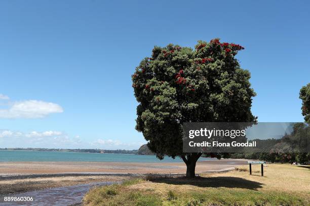 Pohutukawa trees just starting to bloom at Cornwallis on December 11, 2017 in Auckland, New Zealand. The pohutukawa tree and its crimson flowers have...