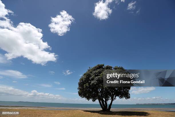 Pohutukawa trees just starting to bloom at Cornwallis on December 11, 2017 in Auckland, New Zealand. The pohutukawa tree and its crimson flowers have...