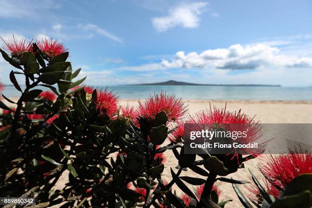 Pohutukawa trees in bloom at Kohimarama beach on December 11, 2017 in Auckland, New Zealand. The pohutukawa tree and its crimson flowers have become...