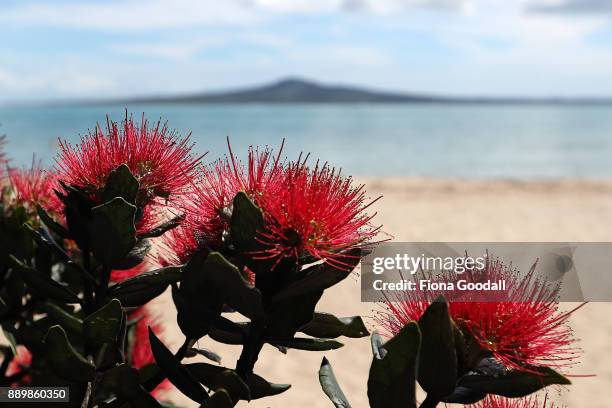 Pohutukawa trees in bloom at Kohimarama beach on December 11, 2017 in Auckland, New Zealand. The pohutukawa tree and its crimson flowers have become...