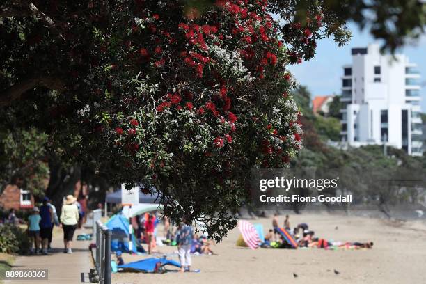 Pohutukawa trees in bloom at Kohimarama beach on December 11, 2017 in Auckland, New Zealand. The pohutukawa tree and its crimson flowers have become...