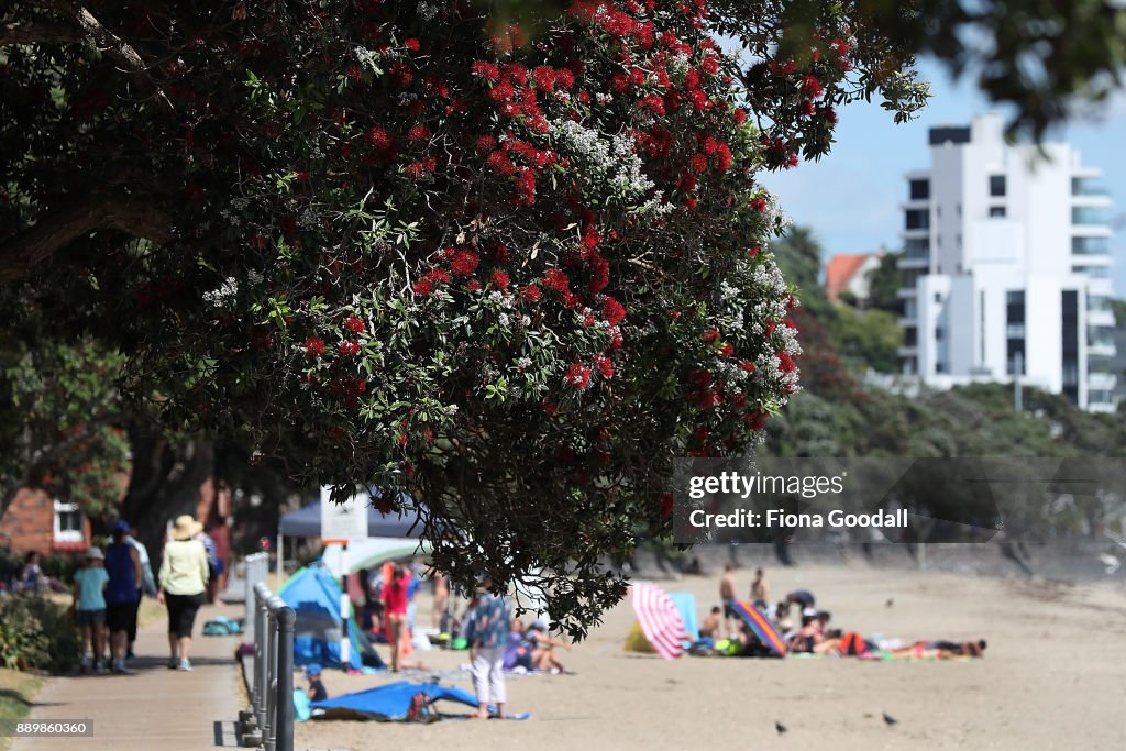 Flowering Pohutukawa Trees Signal Start Of Summer and Christmas In New Zealand