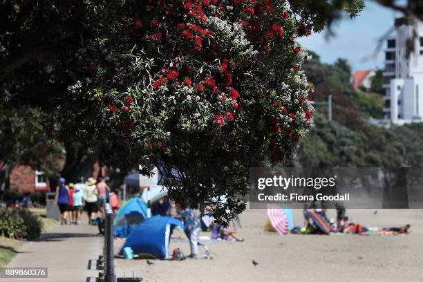 Pohutukawa trees in bloom at Kohimarama beach on December 11, 2017 in Auckland, New Zealand. The pohutukawa tree and its crimson flowers have become...