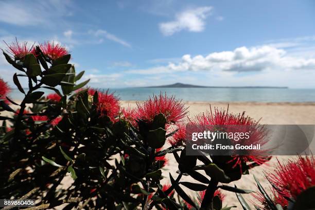 Pohutukawa trees in bloom at Kohimarama beach on December 11, 2017 in Auckland, New Zealand. The pohutukawa tree and its crimson flowers have become...