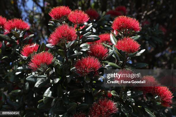 Pohutukawa trees in bloom on Auckland's waterfront on December 11, 2017 in Auckland, New Zealand. The pohutukawa tree and its crimson flowers have...