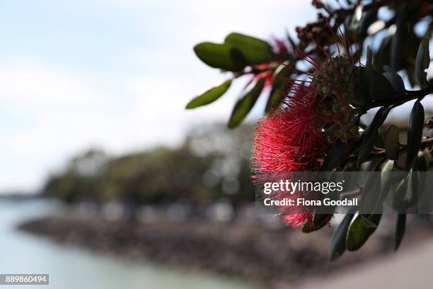 Pohutukawa trees in bloom on Auckland's waterfront on December 11, 2017 in Auckland, New Zealand. The pohutukawa tree and its crimson flowers have...