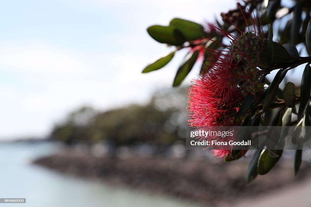 Flowering Pohutukawa Trees Signal Start Of Summer and Christmas In New Zealand