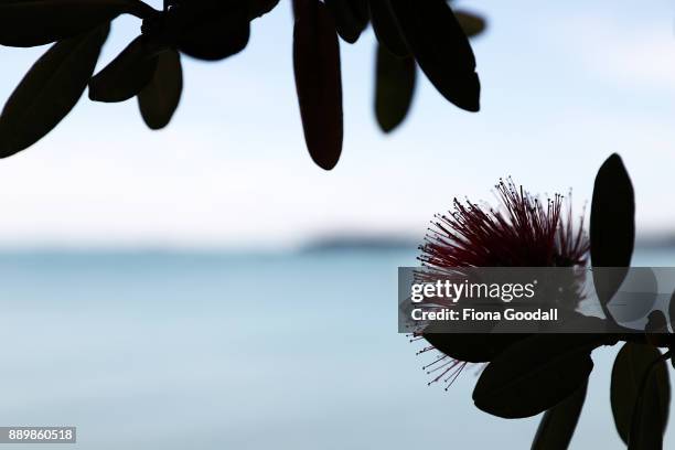 Pohutukawa trees in bloom on Auckland's waterfront on December 11, 2017 in Auckland, New Zealand. The pohutukawa tree and its crimson flowers have...