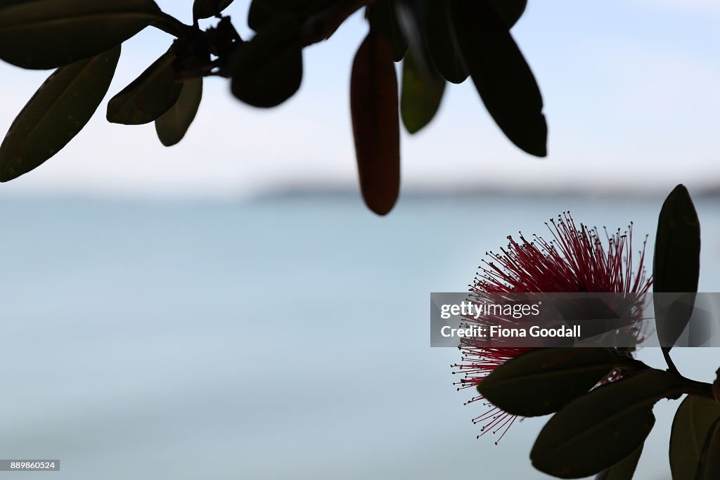 Flowering Pohutukawa Trees Signal Start Of Summer and Christmas In New Zealand