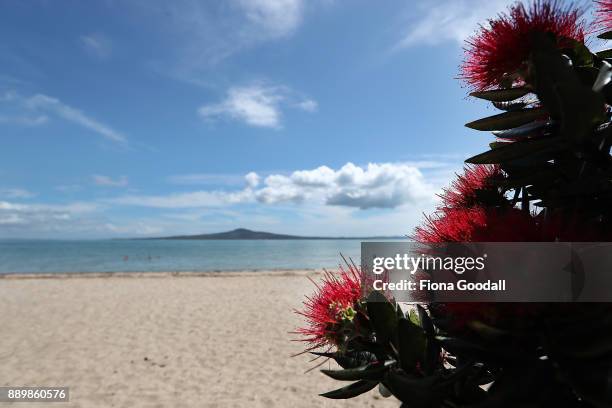 Pohutukawa trees in bloom on Auckland's waterfront on December 11, 2017 in Auckland, New Zealand. The pohutukawa tree and its crimson flowers have...