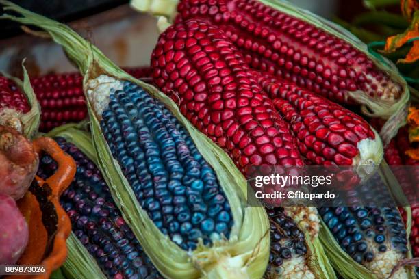 colorful corn maize or flint corn - mexican food stock-fotos und bilder