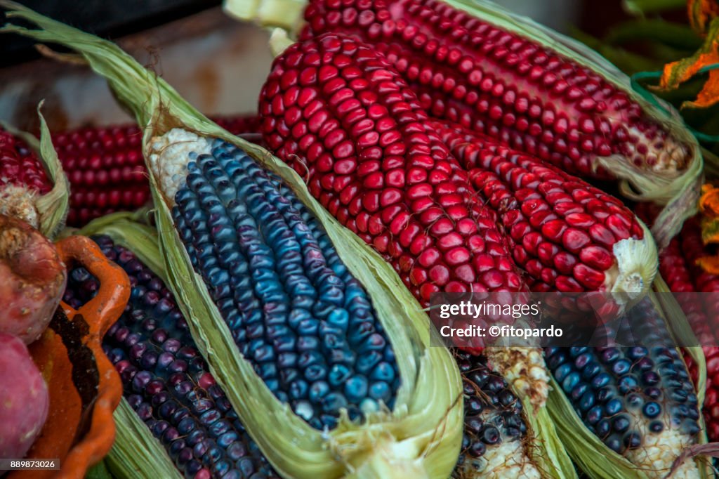 Colorful Corn maize or Flint corn