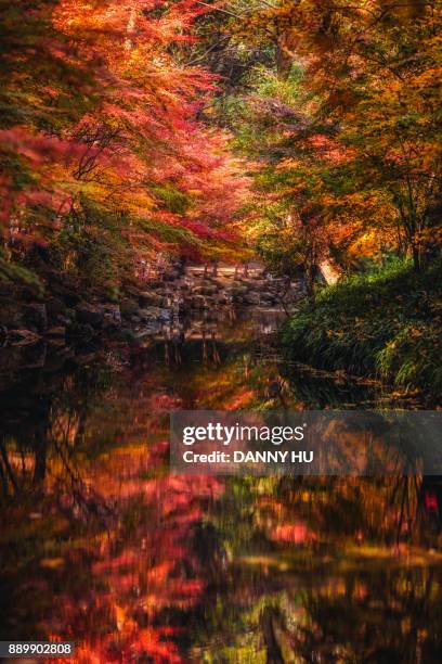 autumn landscape in jiu xi - arce rojo fotografías e imágenes de stock