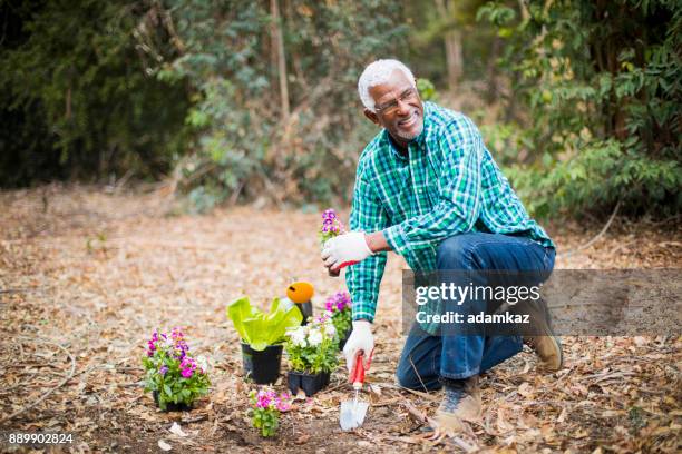 homem afro-americano sênior, plantar no jardim - black glove - fotografias e filmes do acervo