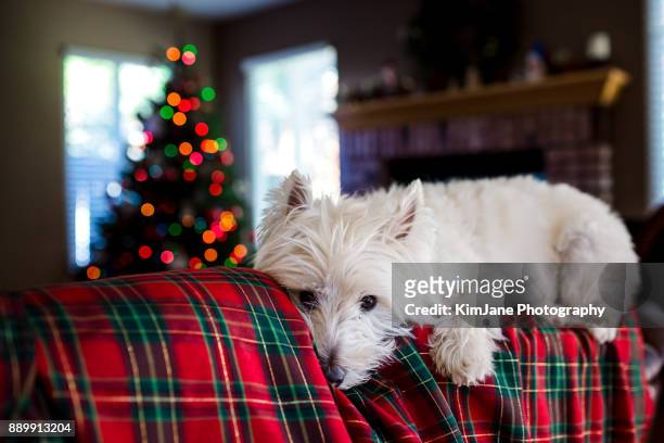 westie at christmas - tartan stock pictures, royalty-free photos & images