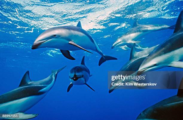 dusky dolphins in clear oceanic water    - カイコウラ ストックフォトと画像