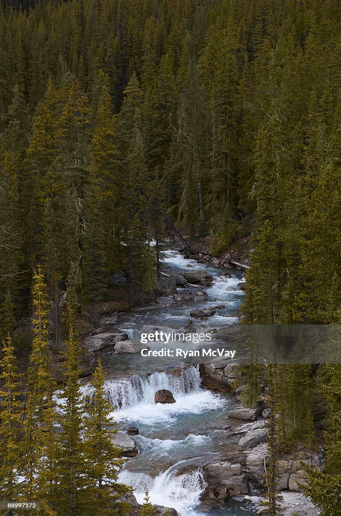 River running through alpine forest