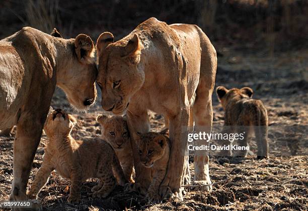 lion pride, south luangwa national park, zambia - löwenrudel stock-fotos und bilder