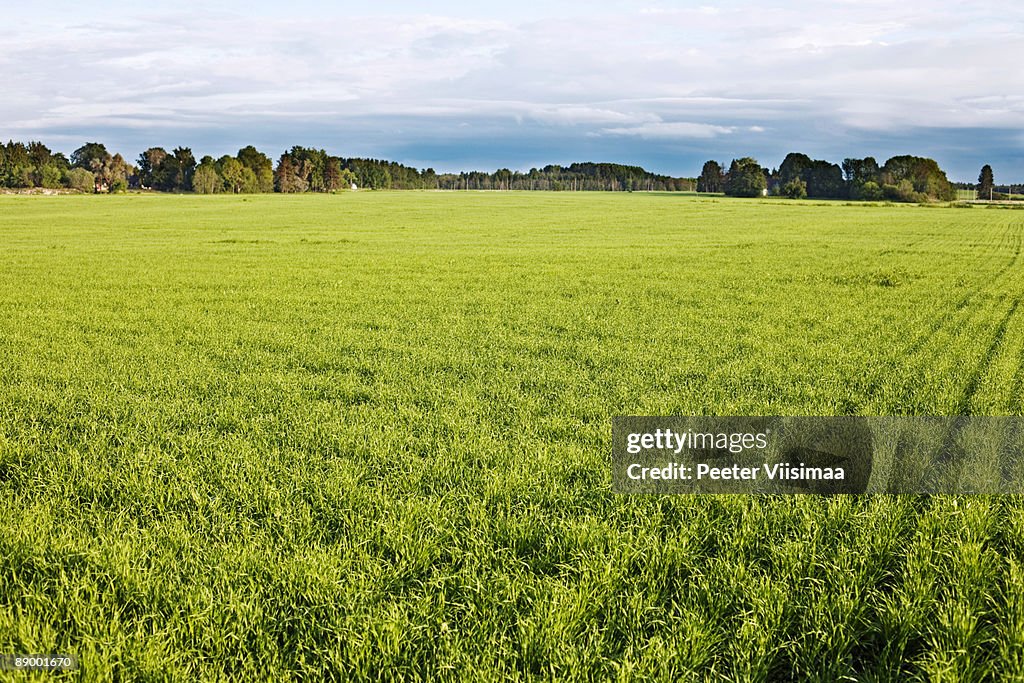 Nordic landscape