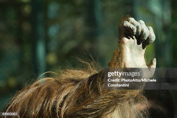 orangutan (pongo pygmaeus), hand - animal hand stock pictures, royalty-free photos & images