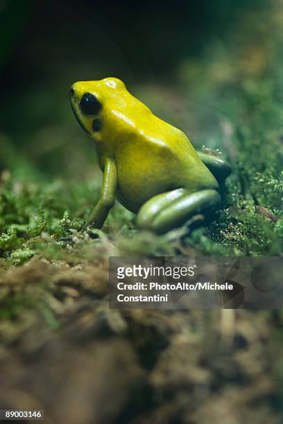 golden poison frog (phyllobates terribilis) - golden poison frog stock pictures, royalty-free photos & images