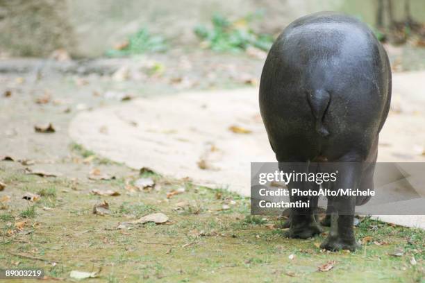 659 Animal Rear View Stock Photos, High-Res Pictures, and Images ...