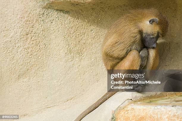 guinea baboon (papio papio) - guinea baboons stock pictures, royalty-free photos & images