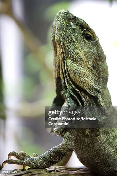 frill-necked lizard (chlamydosaurus kingii) looking up - clamidosaurio de king fotografías e imágenes de stock