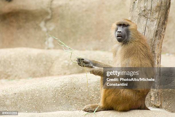 guinea baboon (papio papio) - guinea baboons stock pictures, royalty-free photos & images