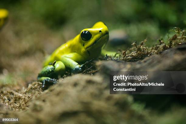 golden poison frog (phyllobates terribilis) - golden frog stock pictures, royalty-free photos & images