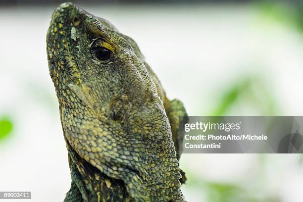 frill-necked lizard (chlamydosaurus kingii) close-up - clamidosaurio de king fotografías e imágenes de stock