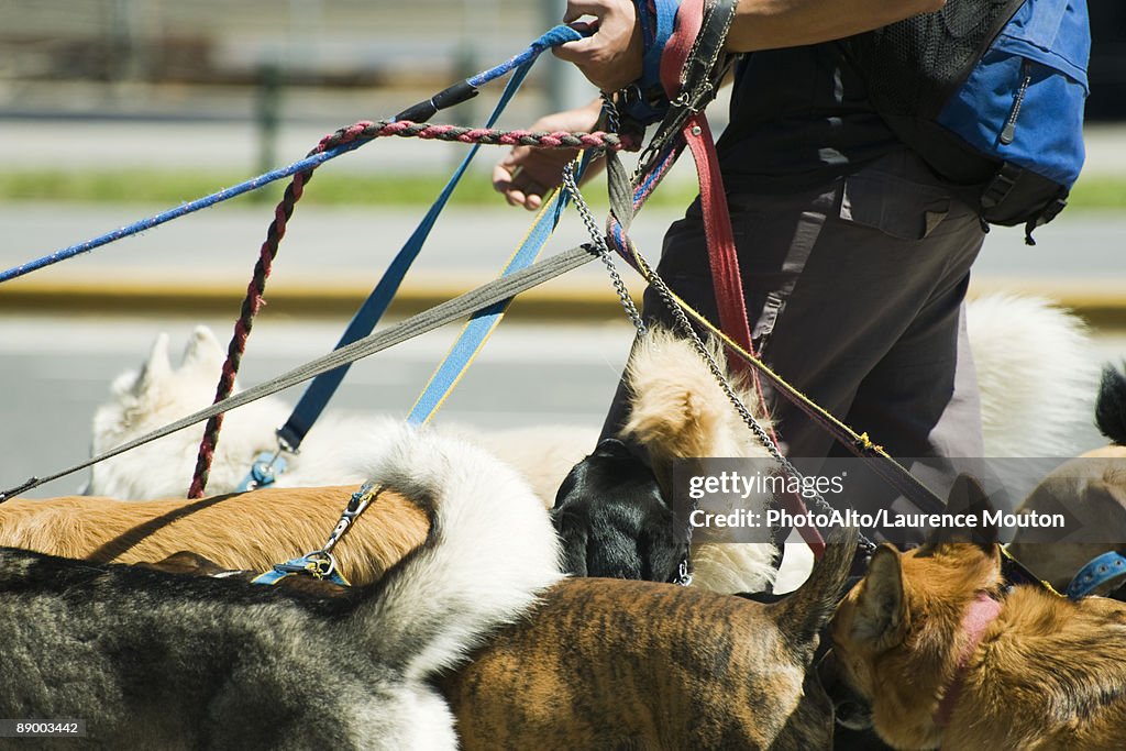 Person walking several dogs, cropped view