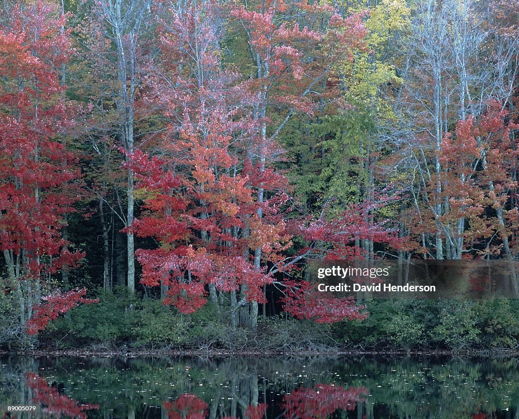 Fall foliage by lake, Maine