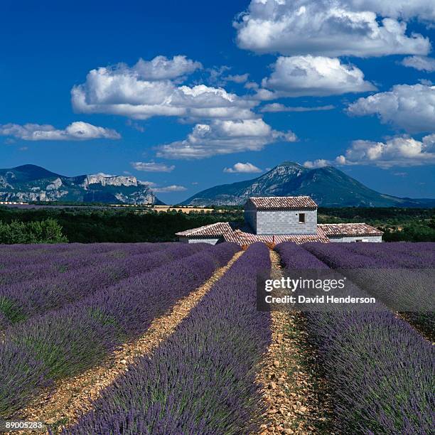 Valensole Photos And Premium High Res Pictures Getty Images valensole-photos-and-premium-high-res-pictures-getty-images