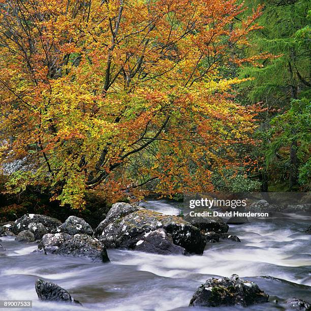 gruinard island wester ross scotland - henderson island stock pictures, royalty-free photos & images