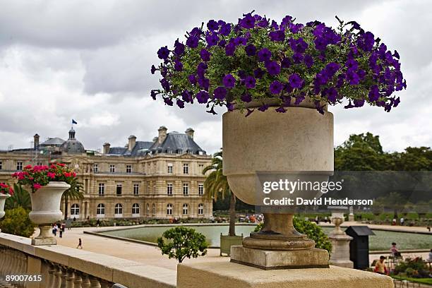 petunias in stone urn, jardin du luxembourg, paris, france - urn flowers stock pictures, royalty-free photos & images