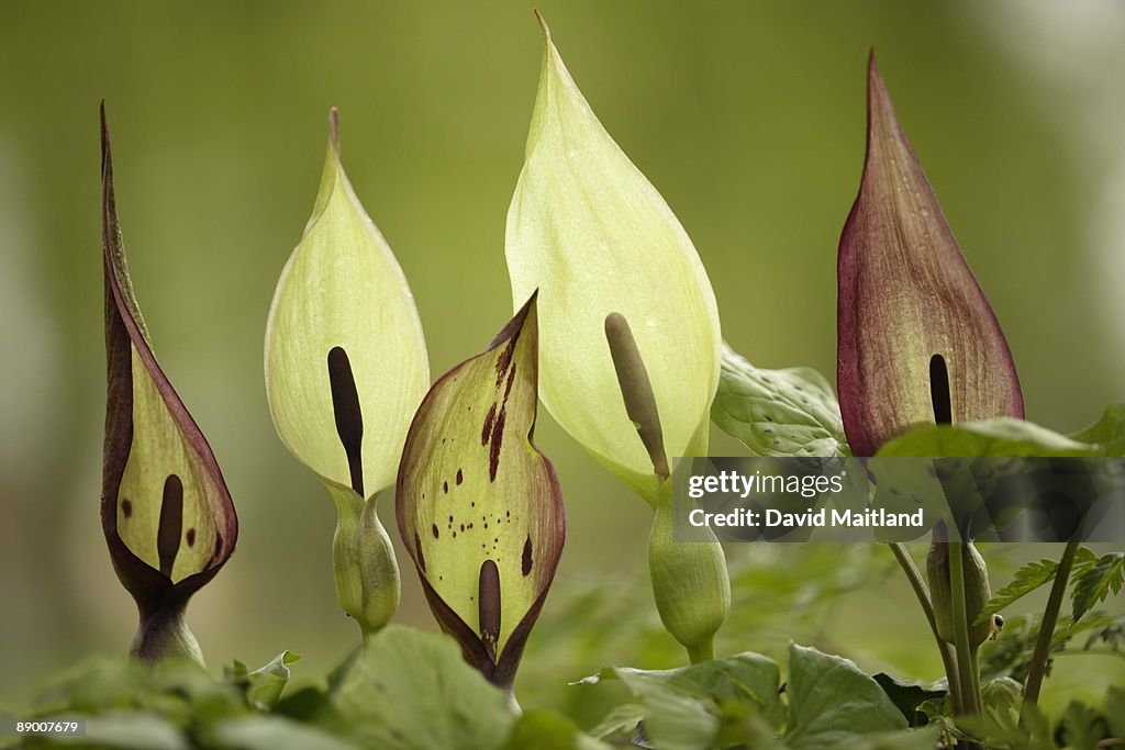 Close-up of flowers