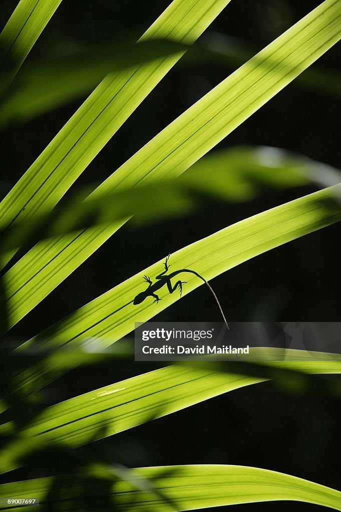Lizard crawling on palm frond