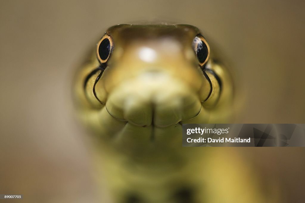 Close-up of grass snake