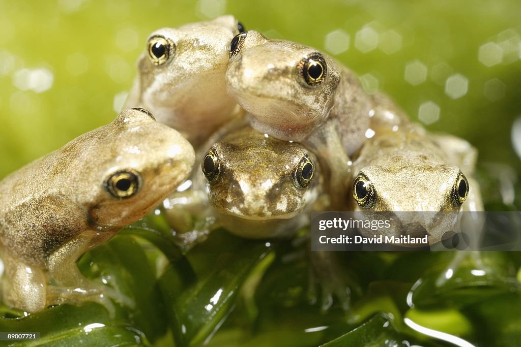 Froglets