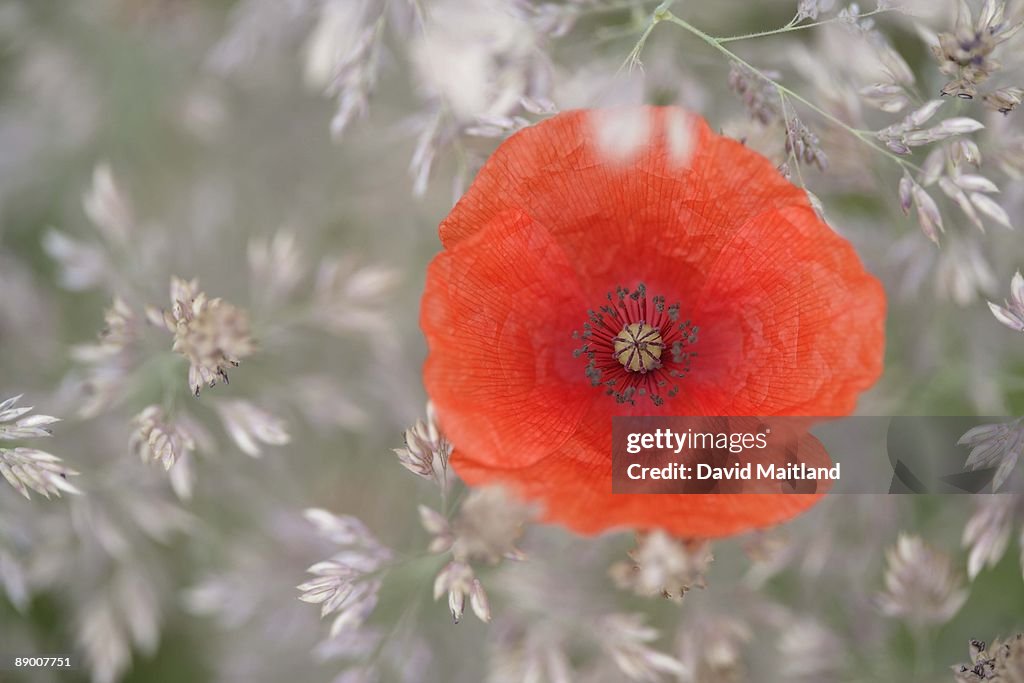 Poppy flower