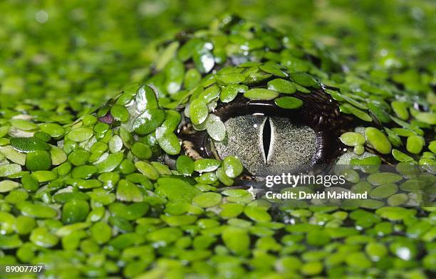 eye of crocodile in pond weed - australian saltwater crocodile ストックフォトと画像