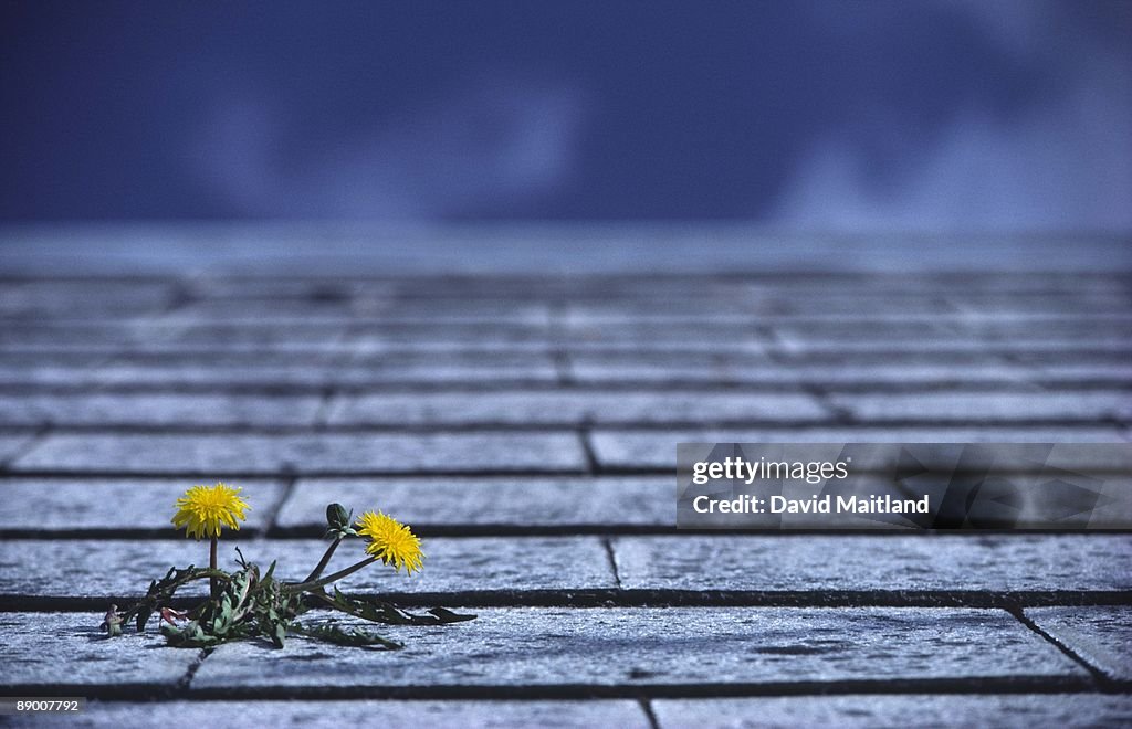 Dandelion plant on tiled roof