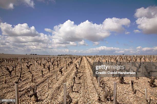 vineyard at st estephe, france - árido fotografías e imágenes de stock