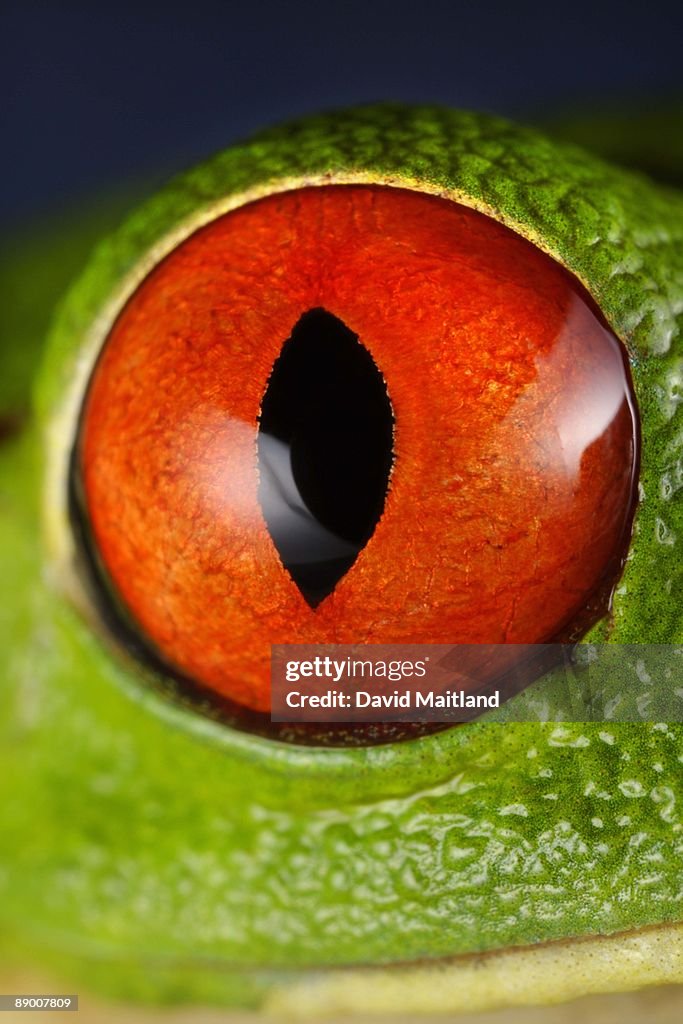 Close up of red eye tree frog