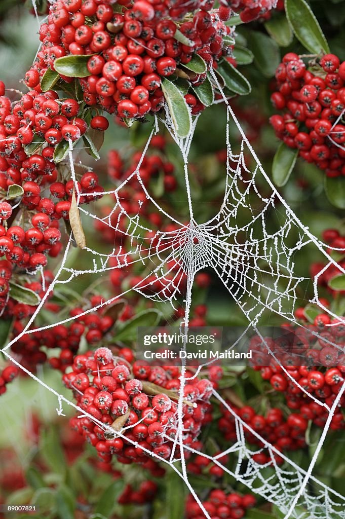 Spiderweb in bushes