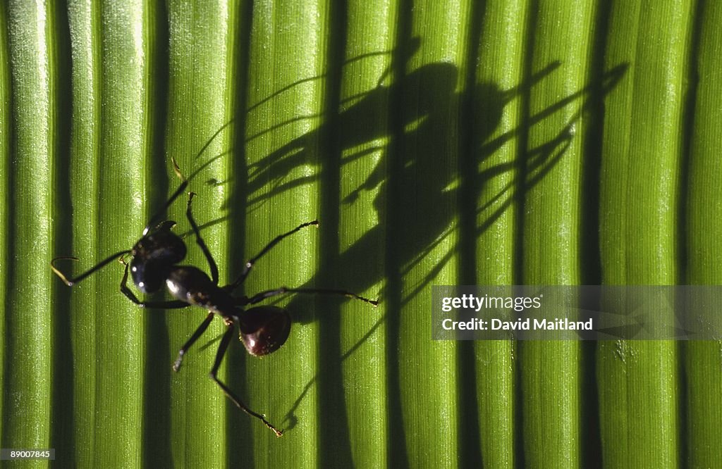 Shadow of forest ant