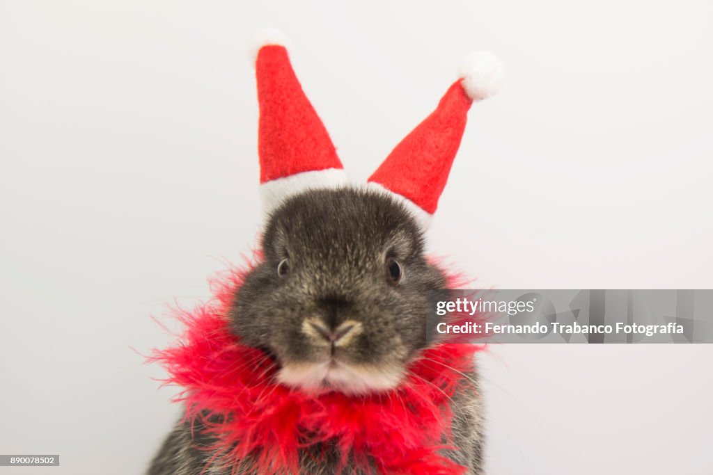 Santa claus rabbit